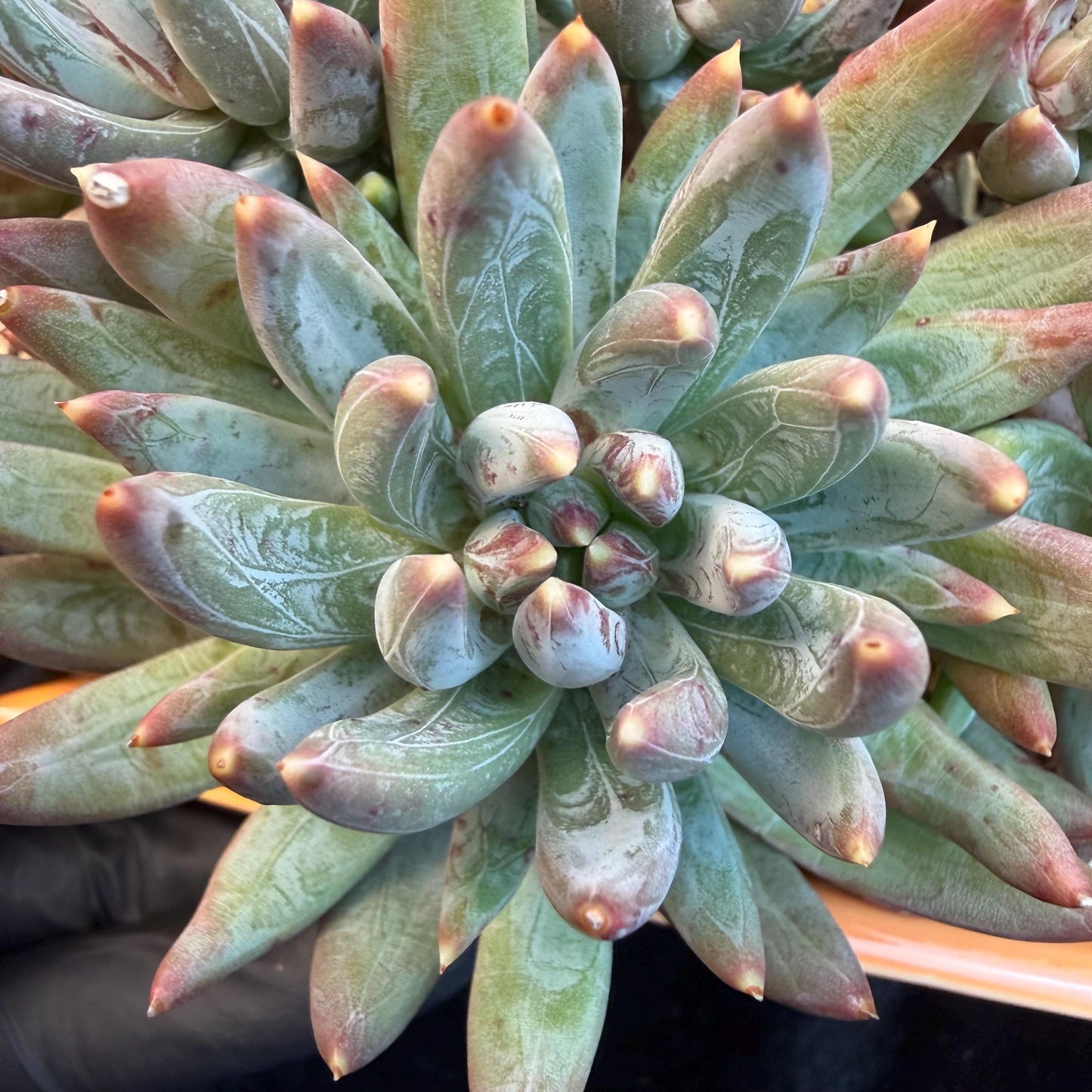 Echeveria 'Prismatic Star ' cluster, 5.6inches,C13
