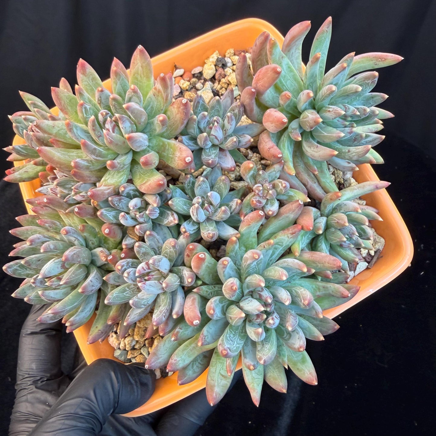Echeveria 'Prismatic Star ' cluster, 5.6inches,C13