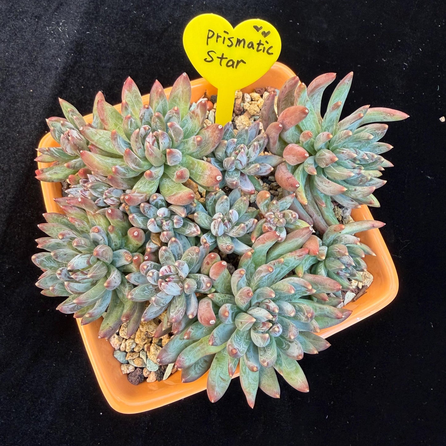 Echeveria 'Prismatic Star ' cluster, 5.6inches,C13
