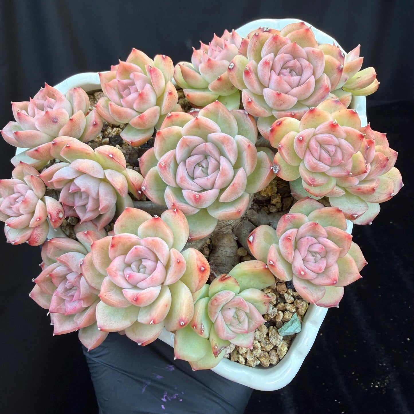 Echeveria  ‘Malgan sp. ’,  5.6inches - G6
