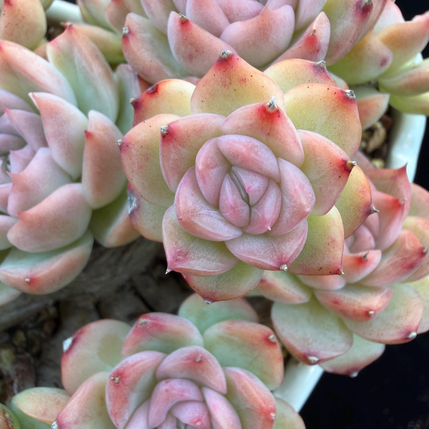 Echeveria  ‘Malgan sp. ’,  5.6inches - G6