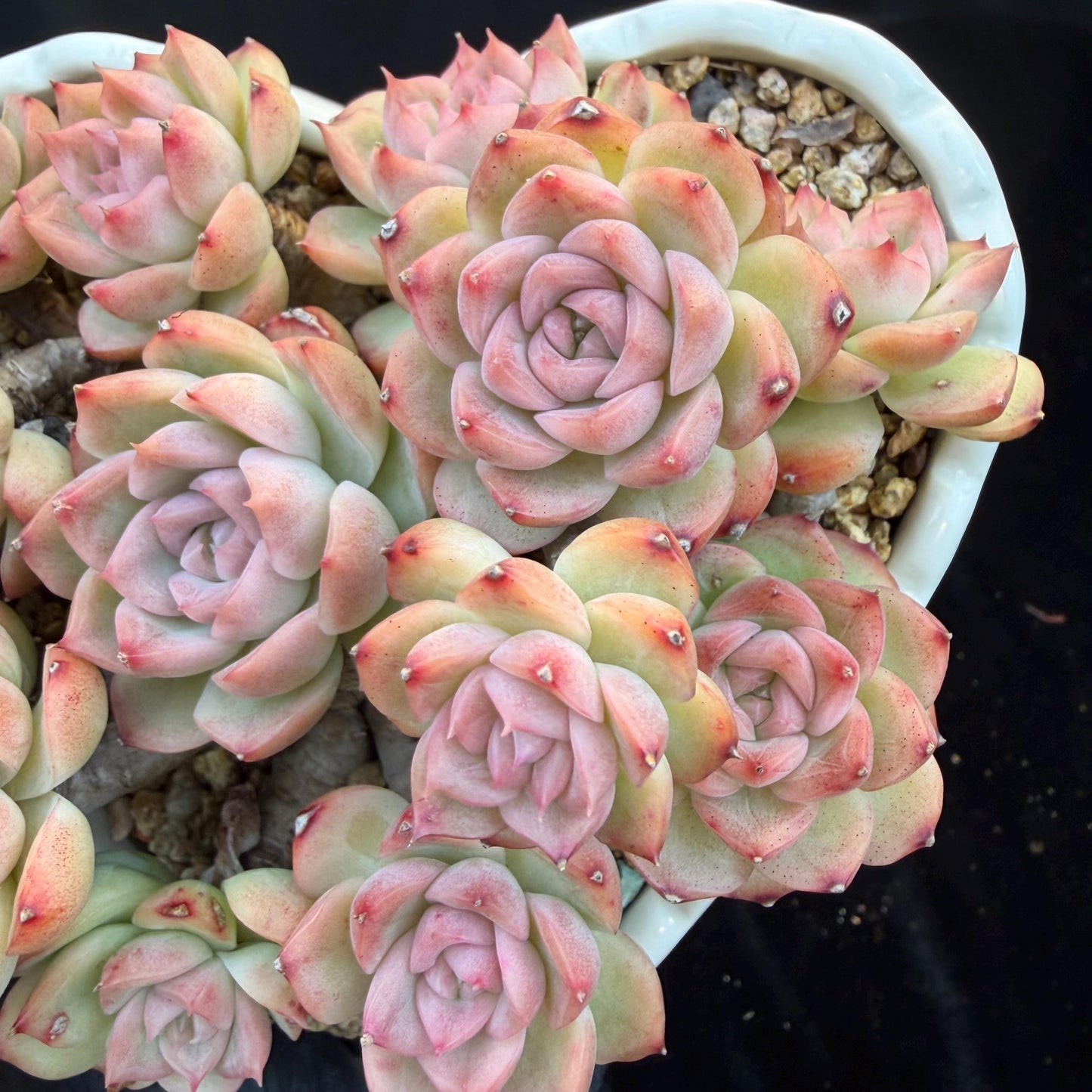 Echeveria  ‘Malgan sp. ’,  5.6inches - G6