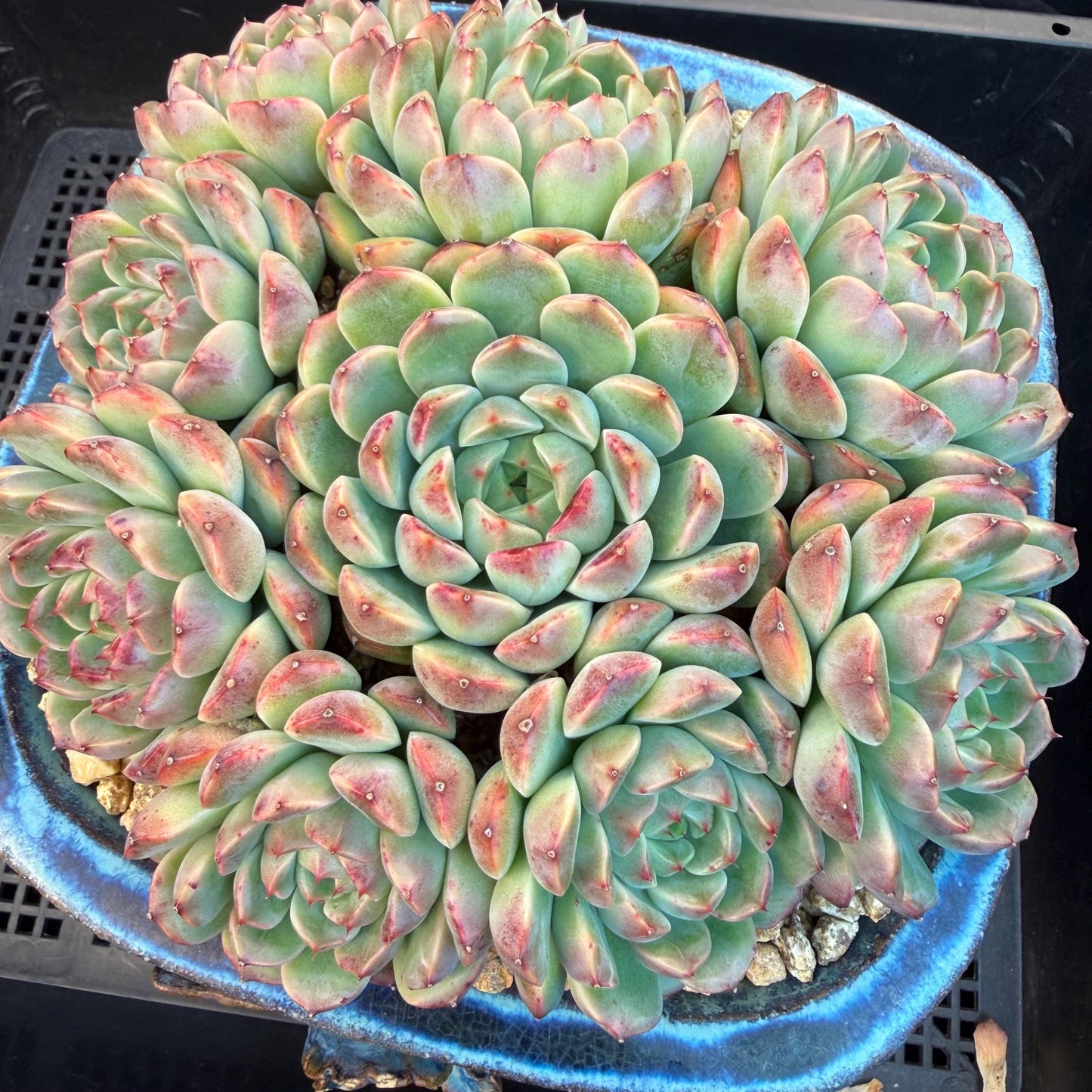 Echeveria  ‘Blue minima hybrid’,  6.1inches - G02
