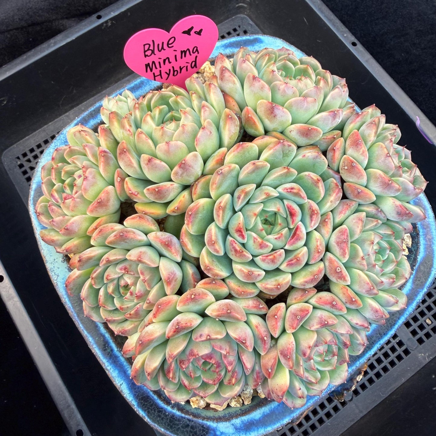 Echeveria  ‘Blue minima hybrid’,  6.1inches - G02