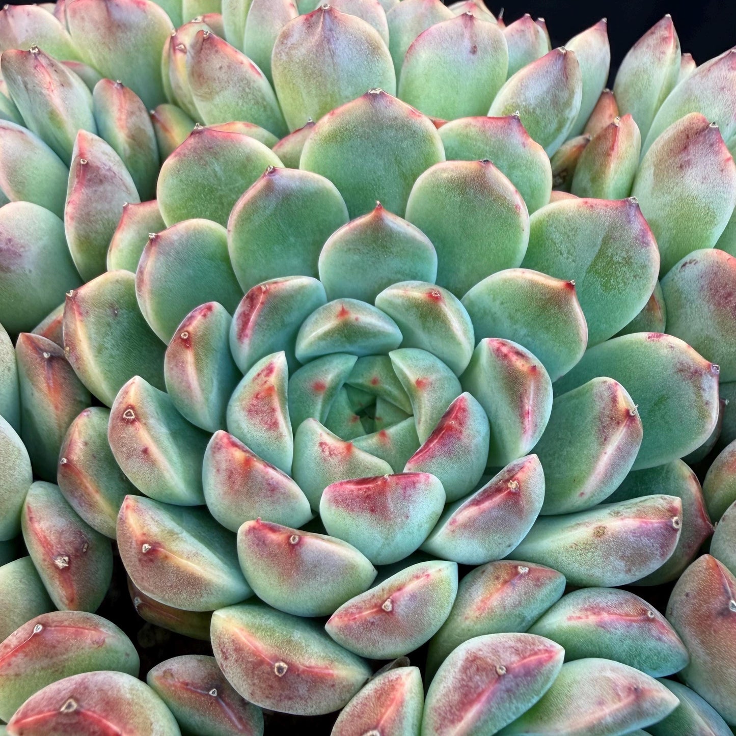 Echeveria  ‘Blue minima hybrid’,  6.1inches - G02