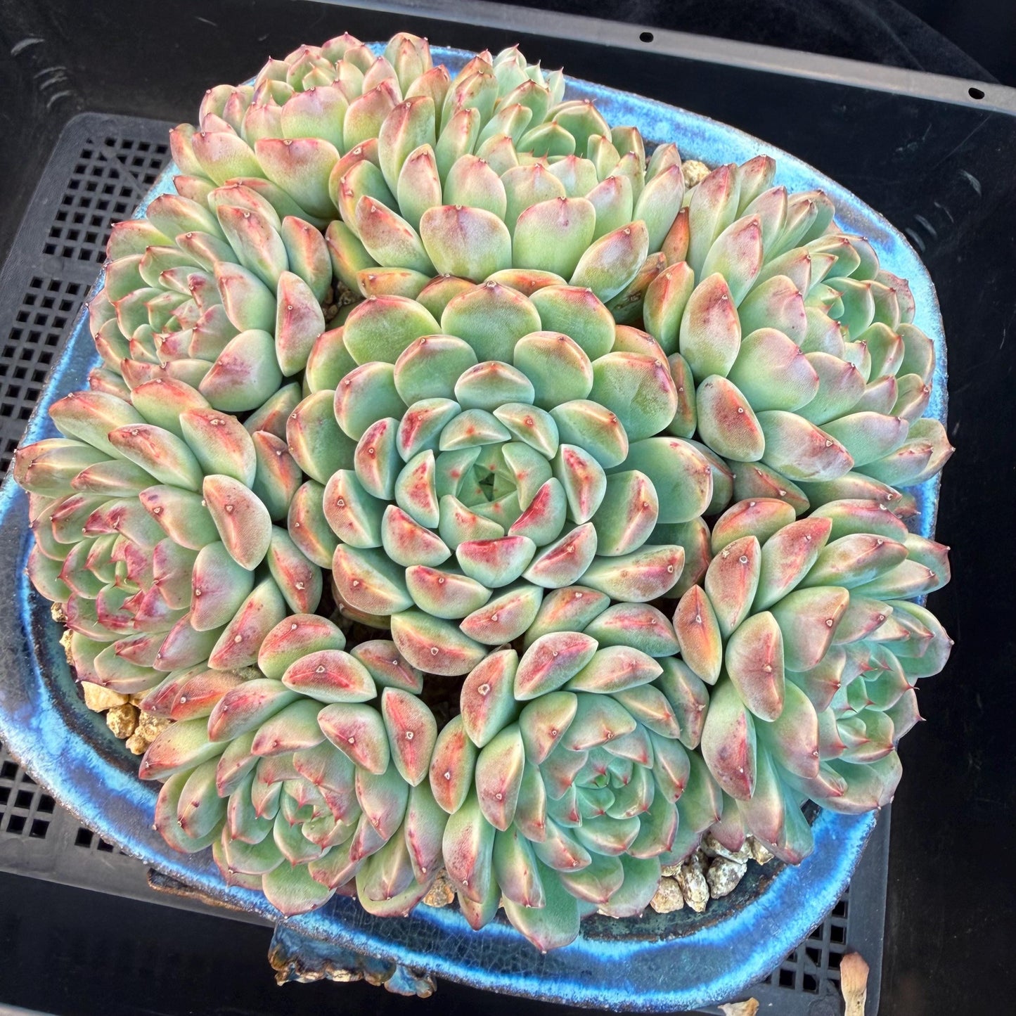 Echeveria  ‘Blue minima hybrid’,  6.1inches - G02