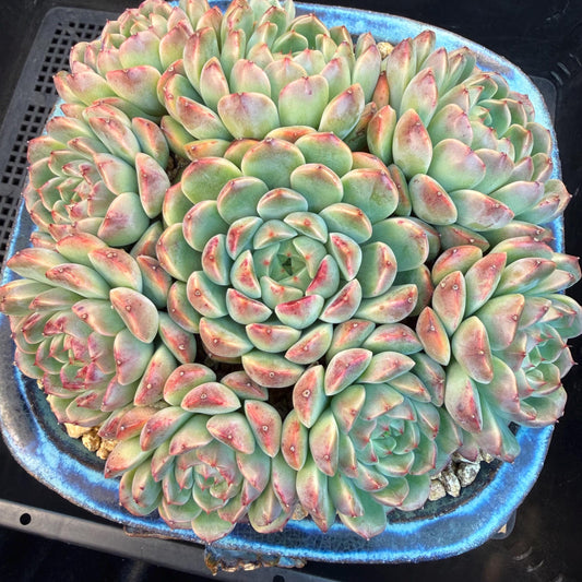 Echeveria  ‘Blue minima hybrid’,  6.1inches - G02