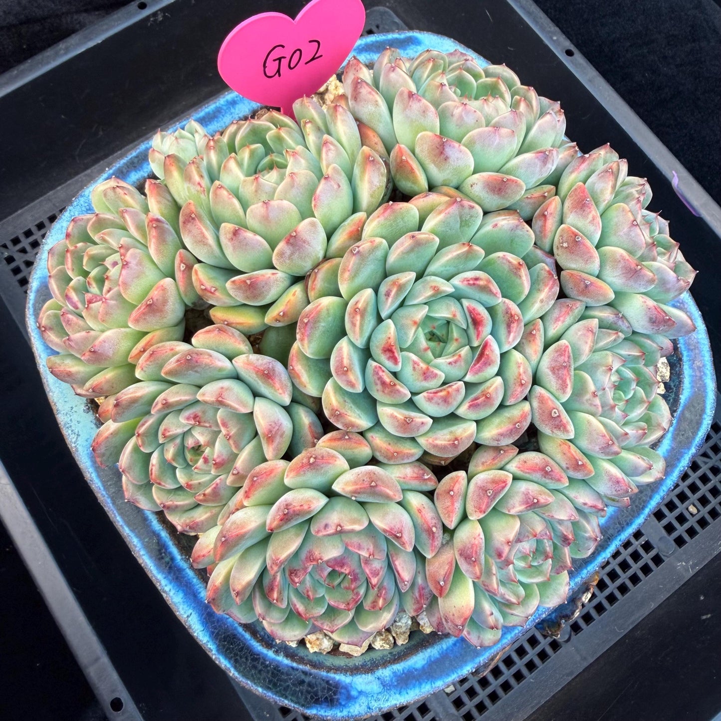 Echeveria  ‘Blue minima hybrid’,  6.1inches - G02