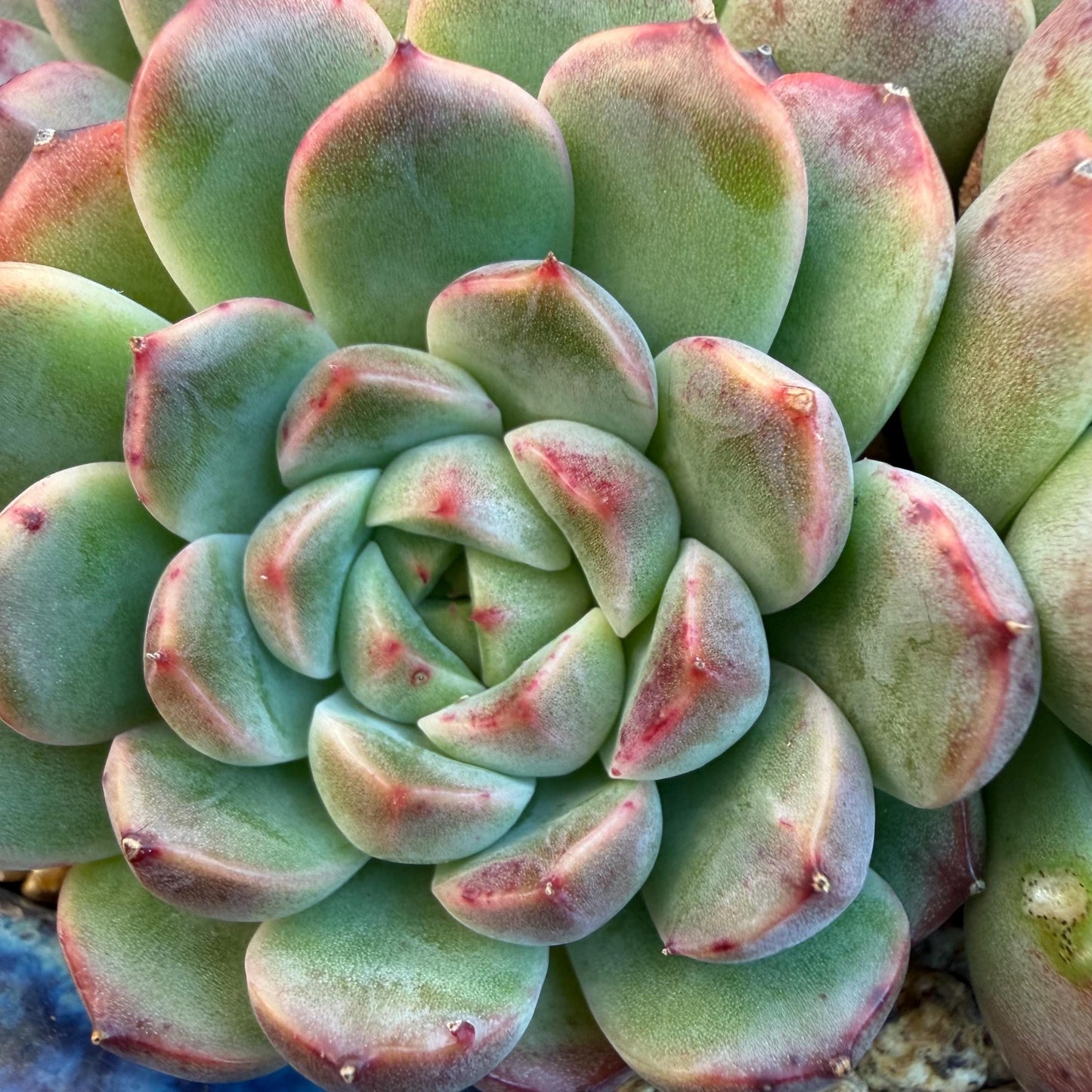 Echeveria  ‘Blue minima hybrid’,  6.1inches - G02