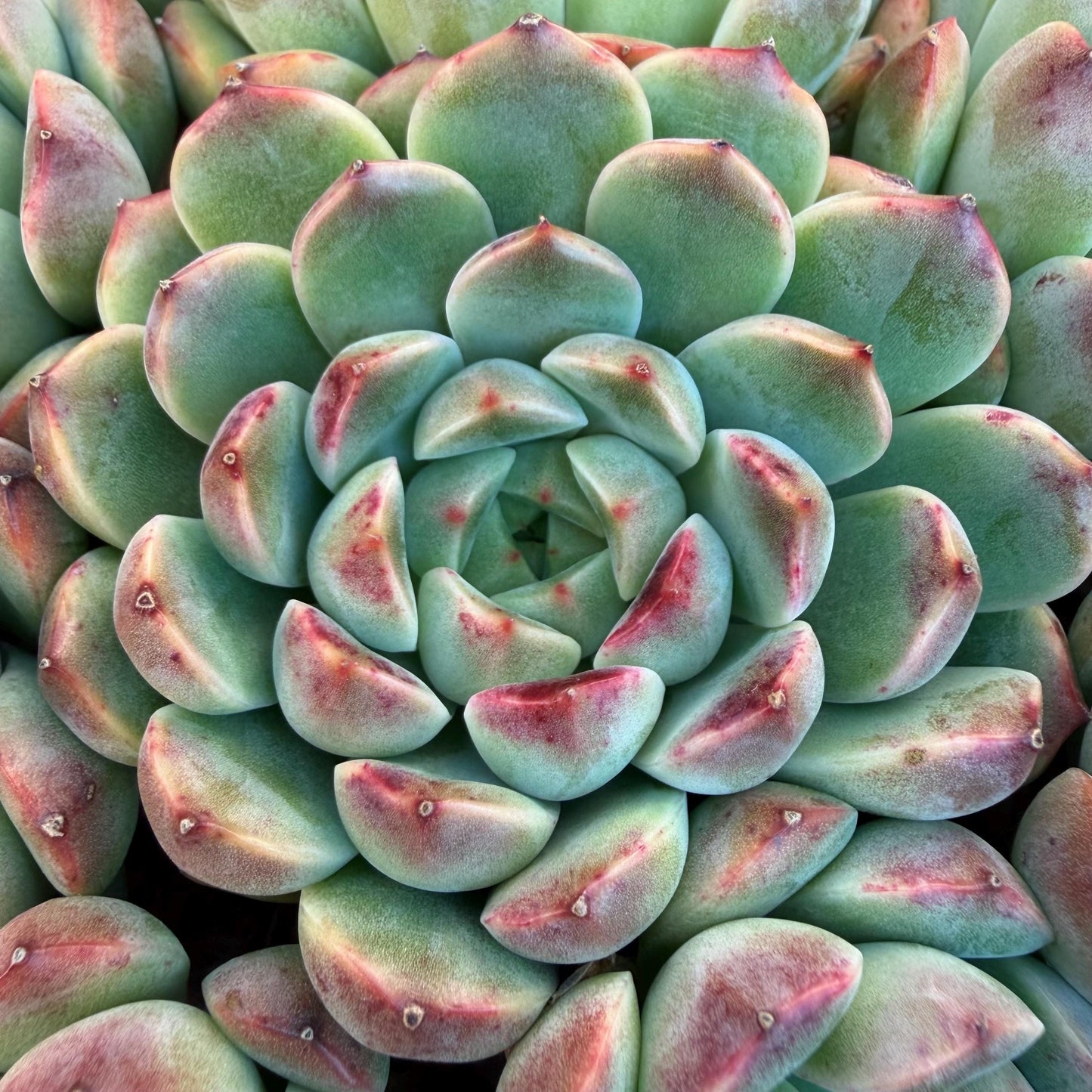 Echeveria  ‘Blue minima hybrid’,  6.1inches - G02