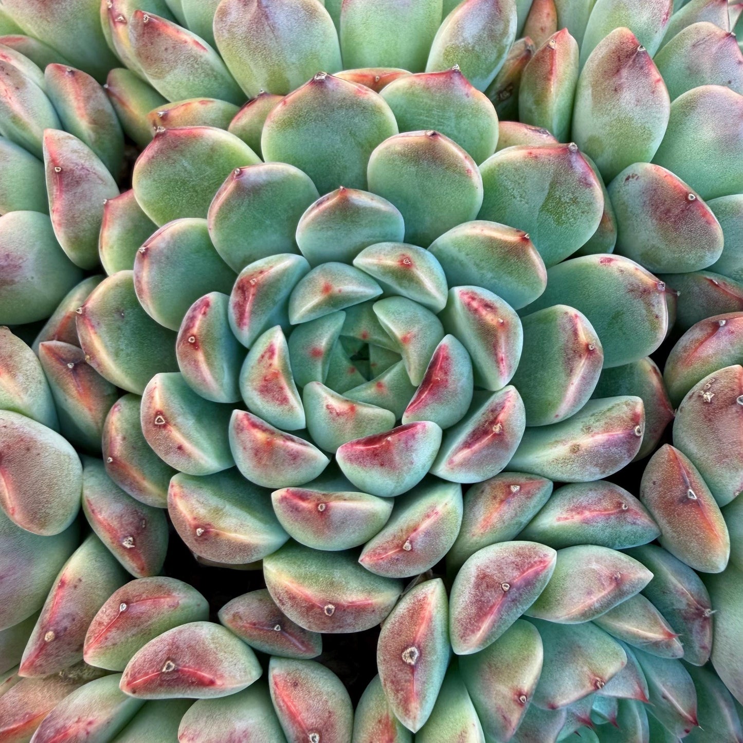 Echeveria  ‘Blue minima hybrid’,  6.1inches - G02