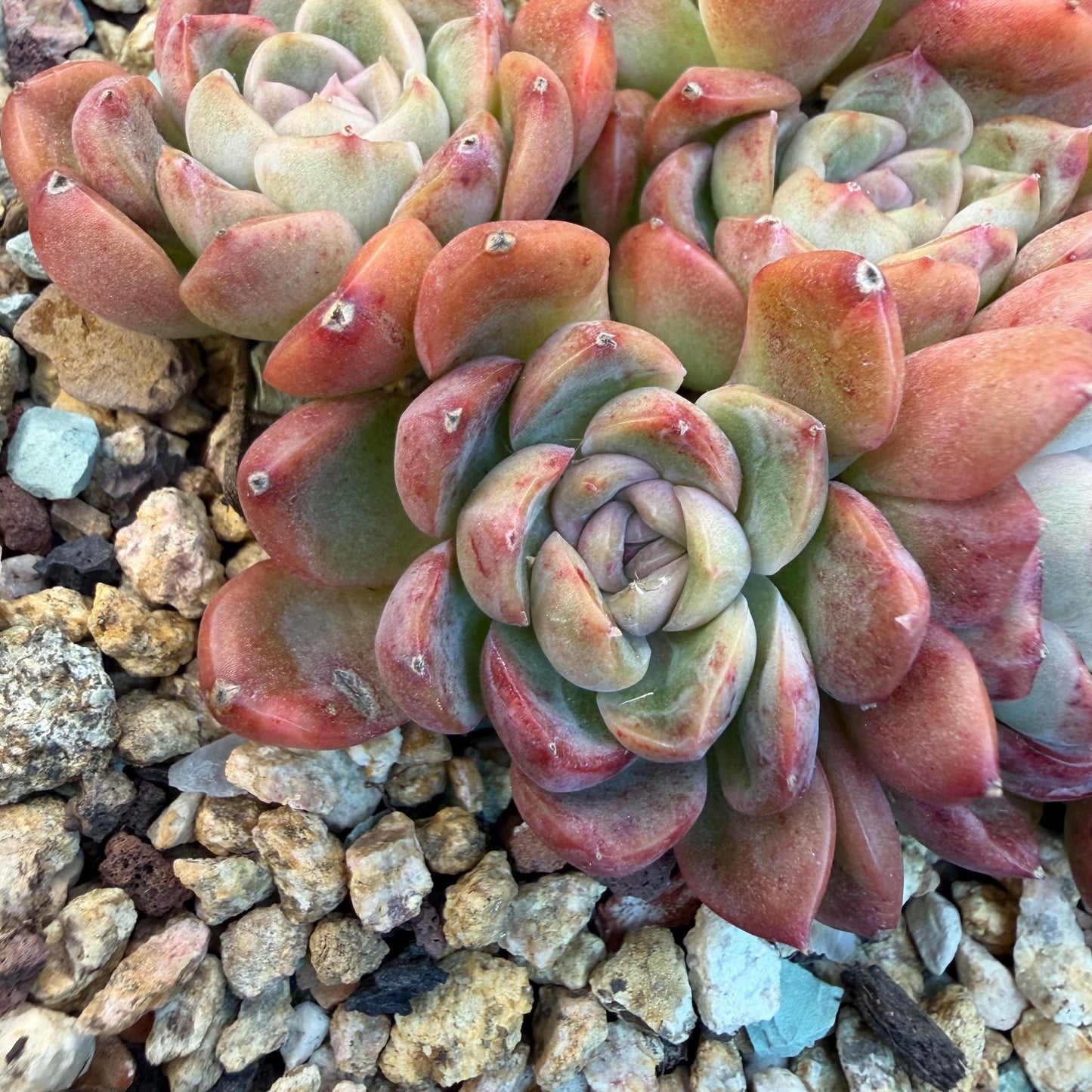 Echeveria  'Jade pavilion'cluster, 4. 3inches, E28