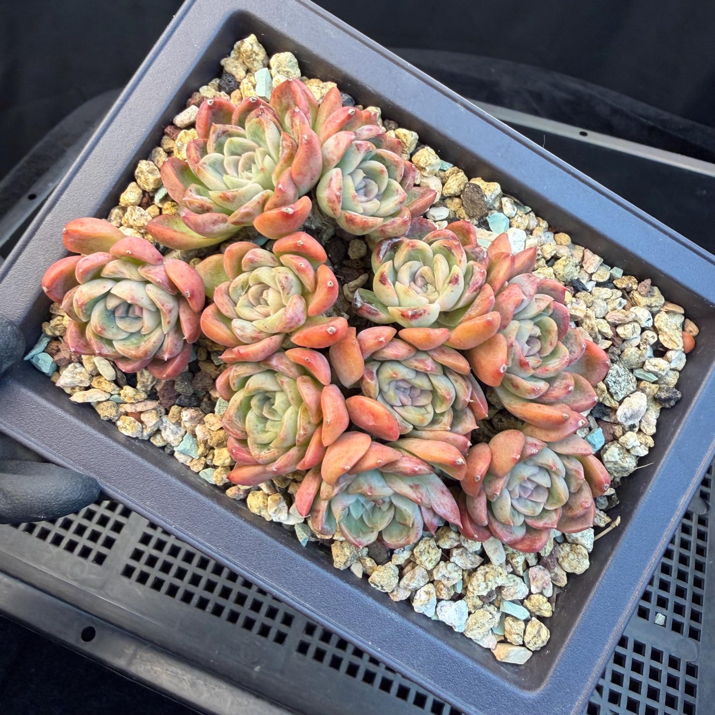 Echeveria  'Jade pavilion'cluster, 4. 3inches, E28