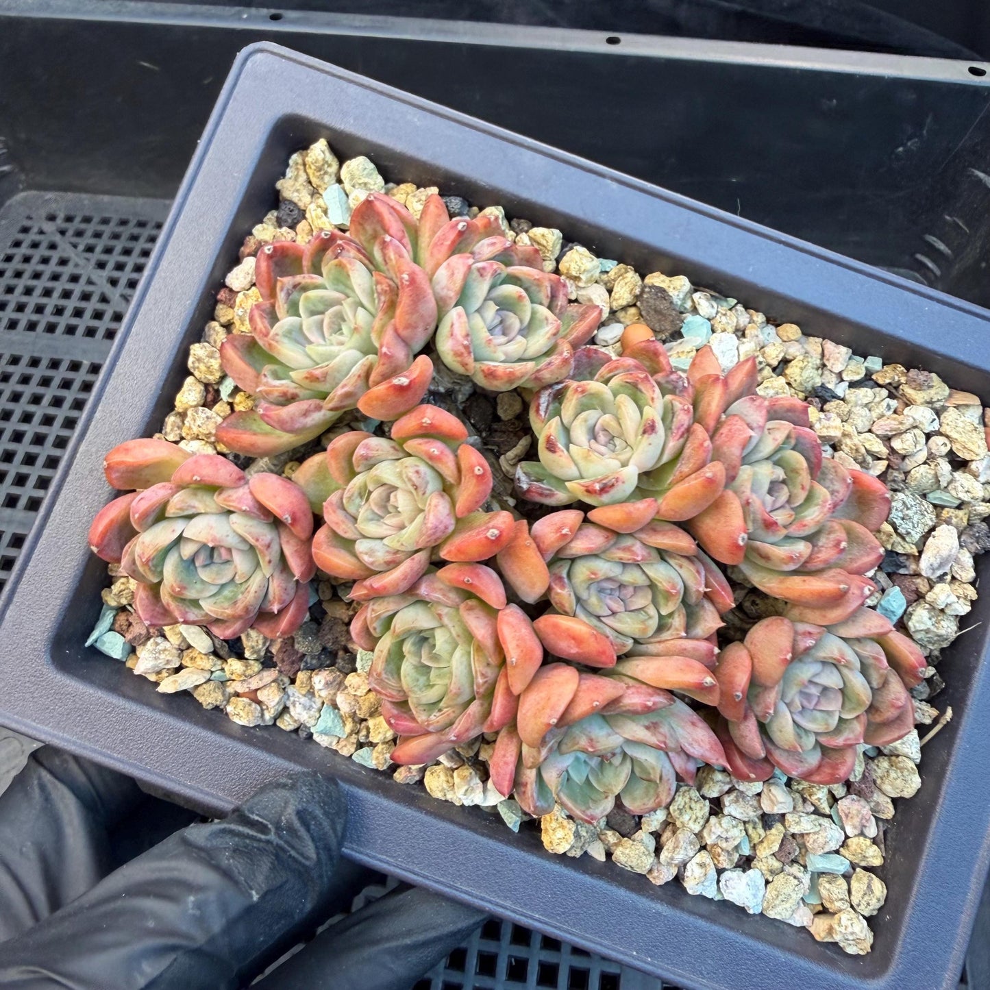 Echeveria  'Jade pavilion'cluster, 4. 3inches, E28