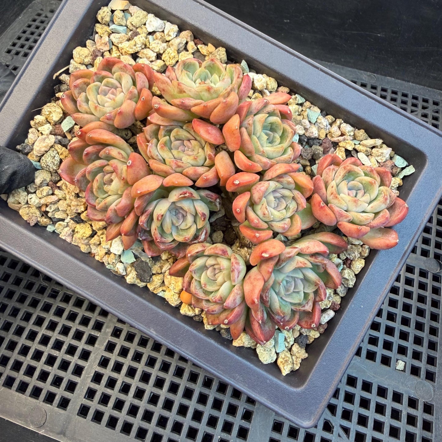 Echeveria  'Jade pavilion'cluster, 4. 3inches, E28