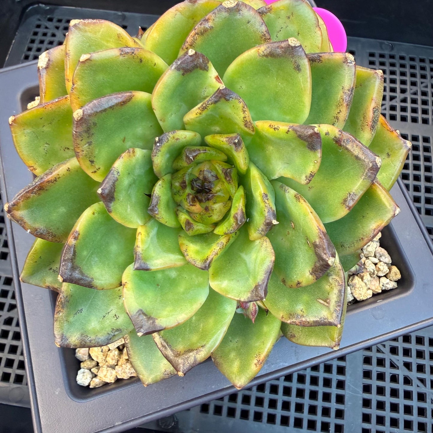 Echeveria  ‘dazzling smoke ’ with black sport , single head with 2 babies, 4.9inches, E33