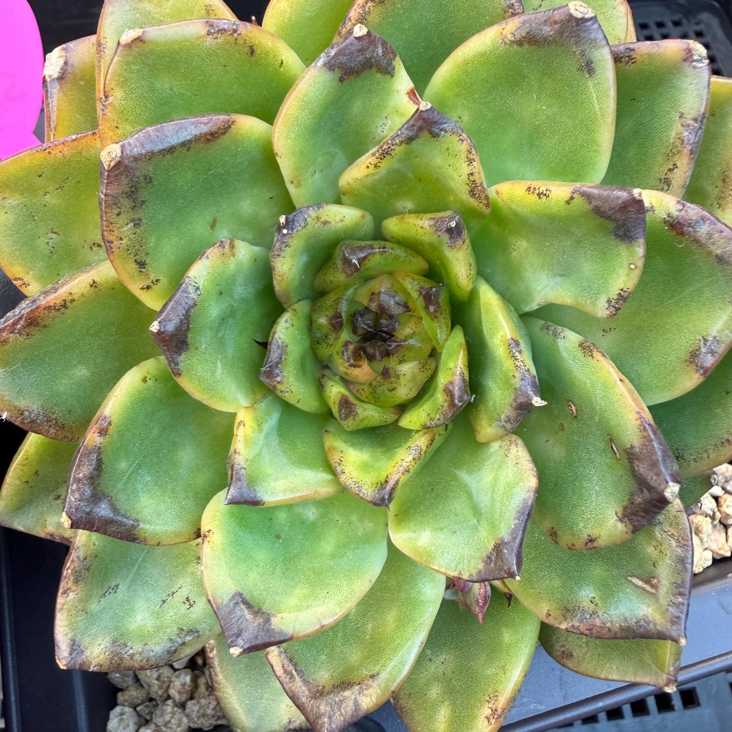 Echeveria  ‘dazzling smoke ’ with black sport , single head with 2 babies, 4.9inches, E33