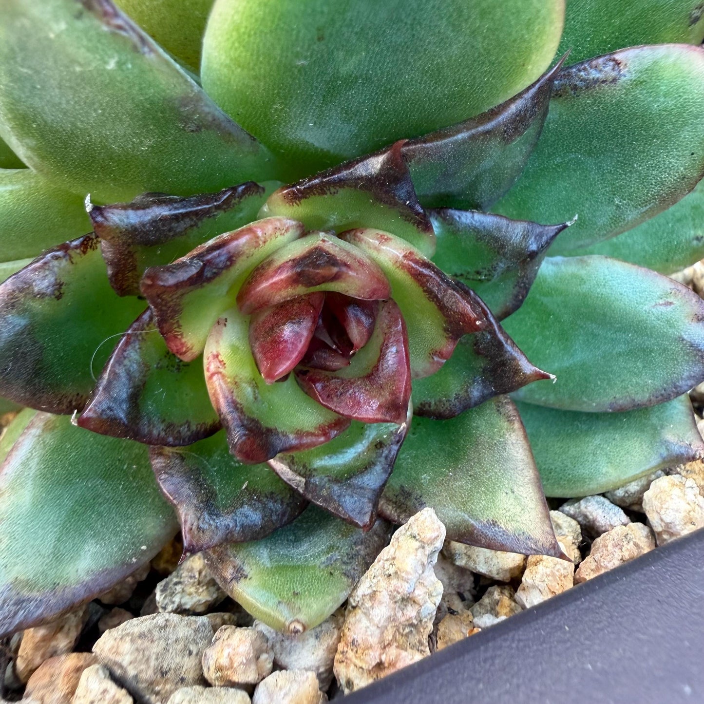 Echeveria  ‘dazzling smoke ’ with black sport , single head with 2 babies, 4.9inches, E33