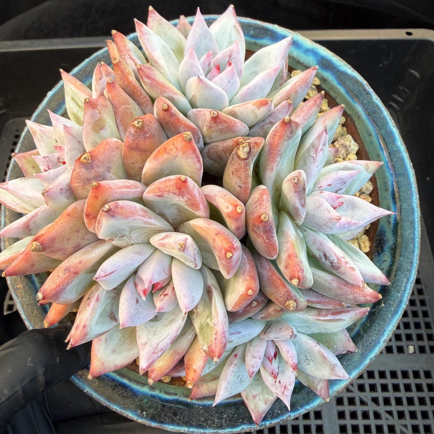 Echeveria  'wedding ring' cluster, 4.6inches，A042