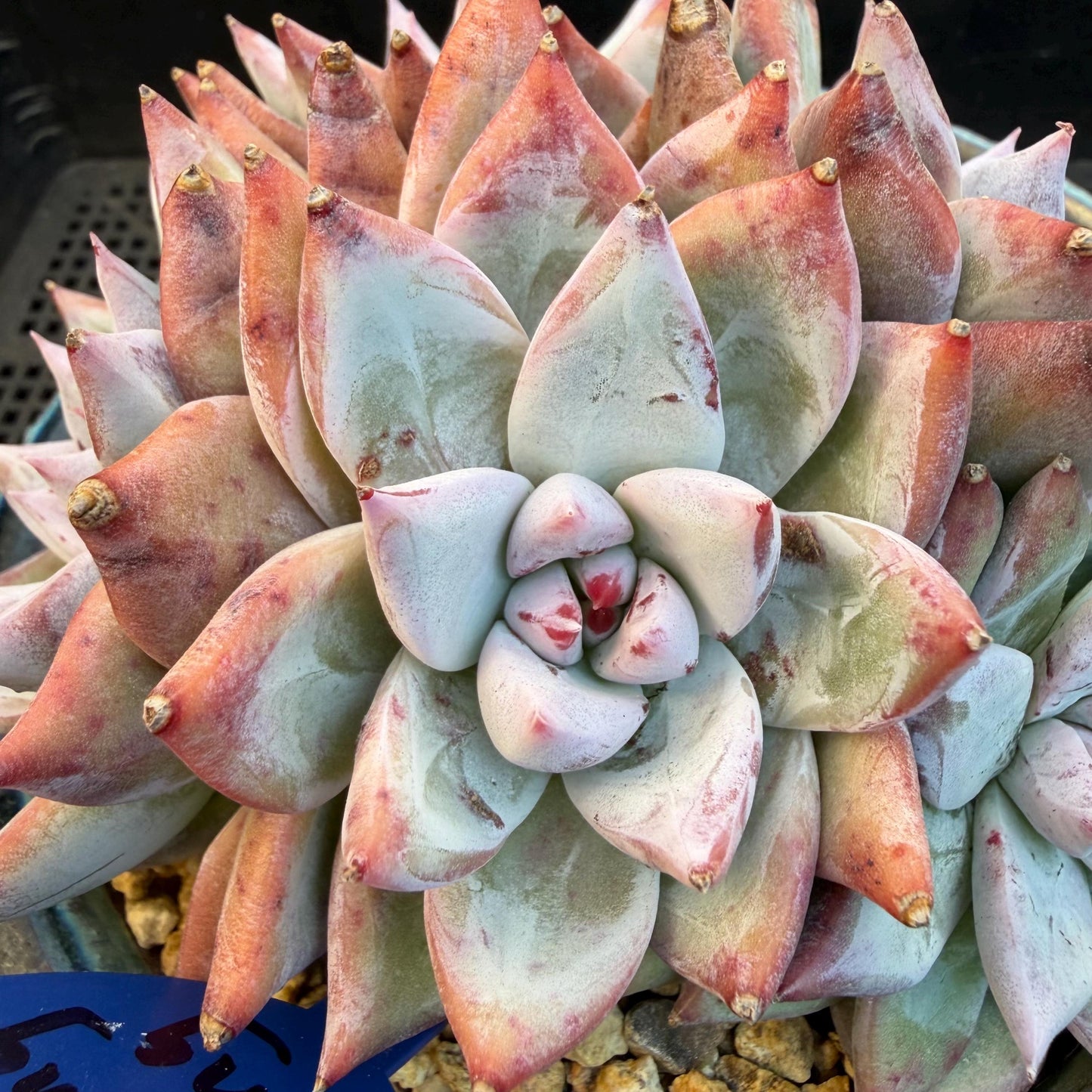 Echeveria  'wedding ring' cluster, 4.6inches，A042