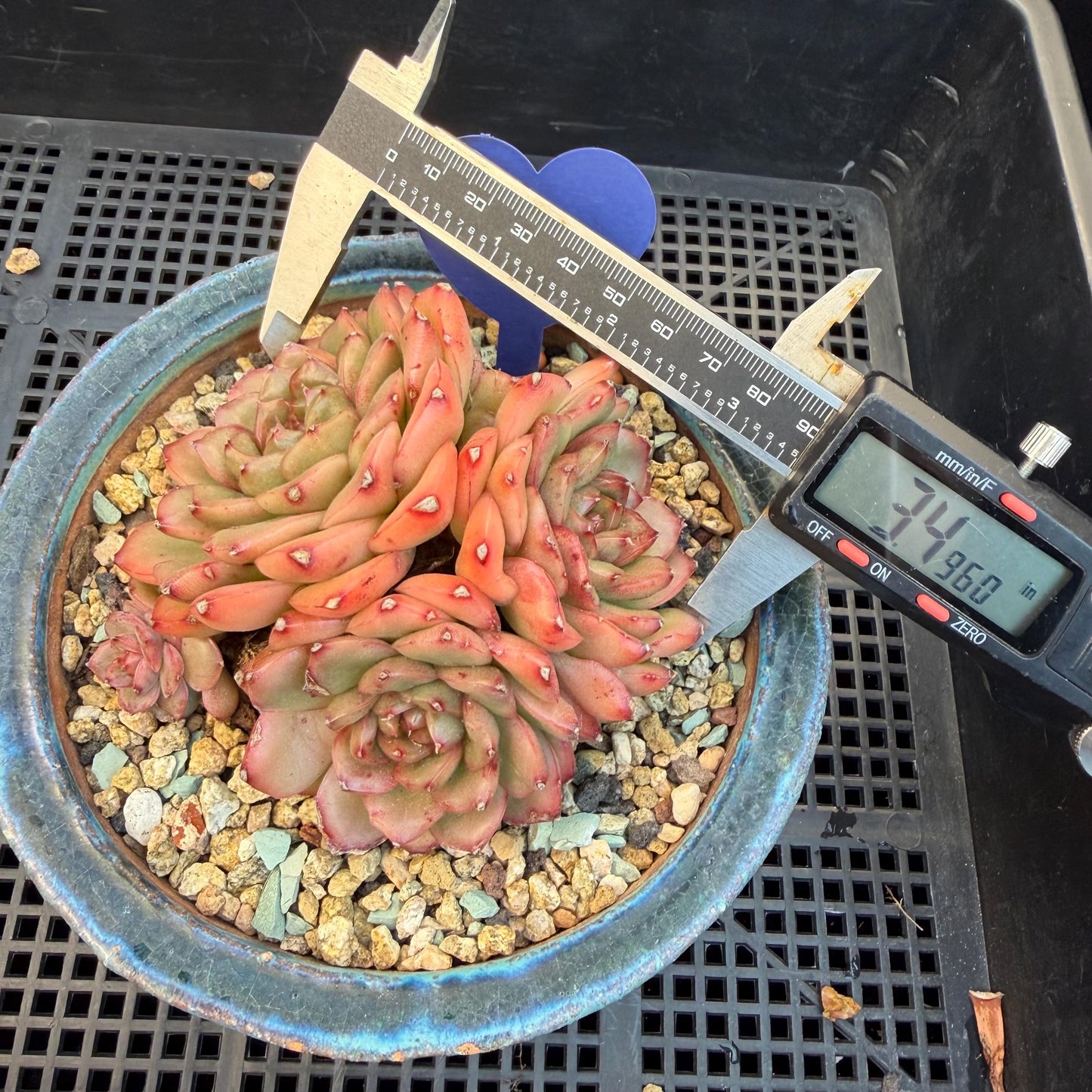 Echeveria  'Jade Bird'  cluster, 3.4inches