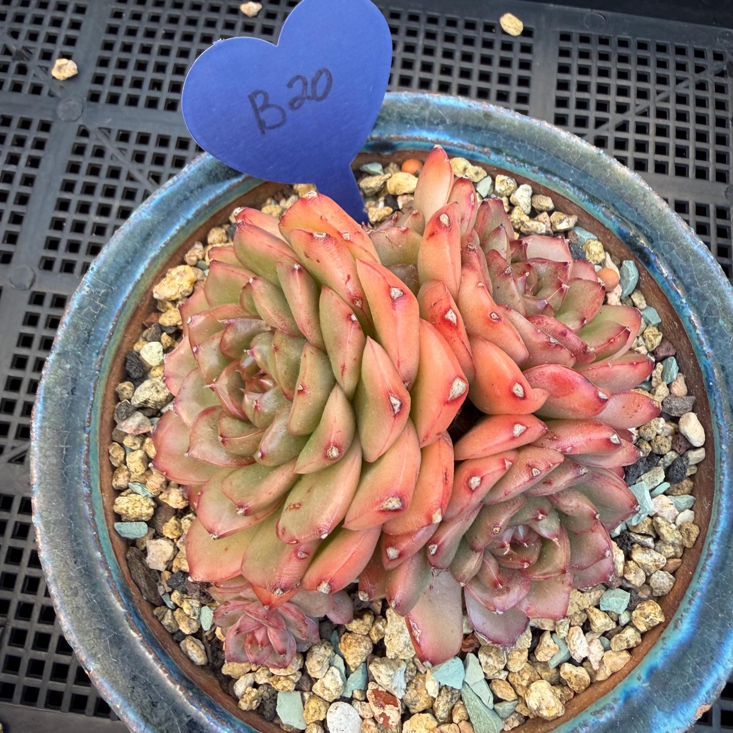 Echeveria  'Jade Bird'  cluster, 3.4inches