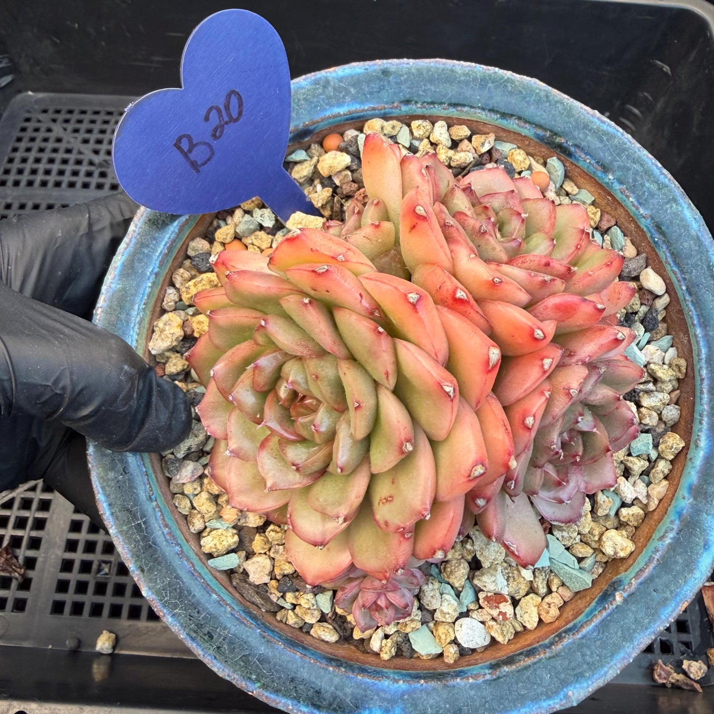 Echeveria  'Jade Bird'  cluster, 3.4inches