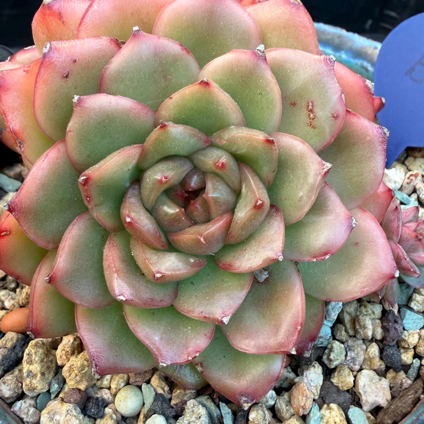 Echeveria  'Jade Bird'  cluster, 3.4inches