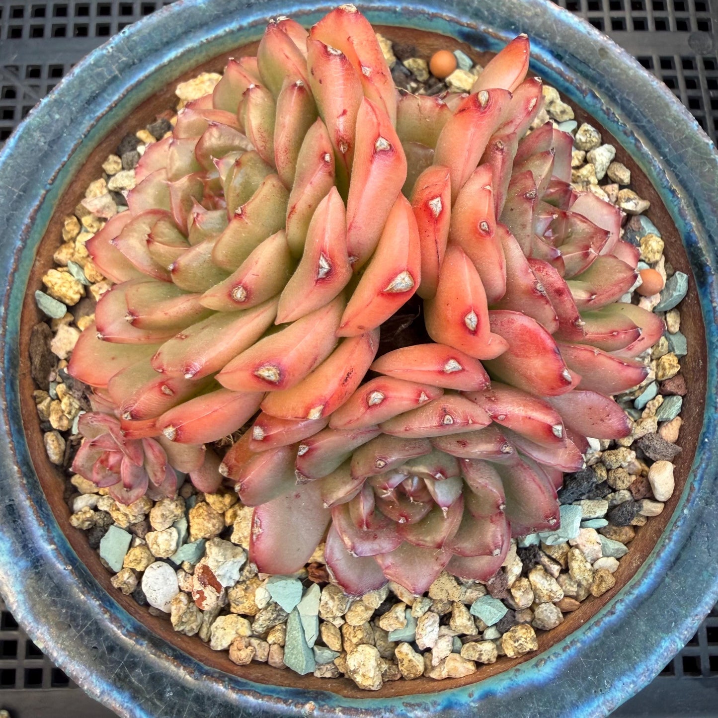 Echeveria  'Jade Bird'  cluster, 3.4inches