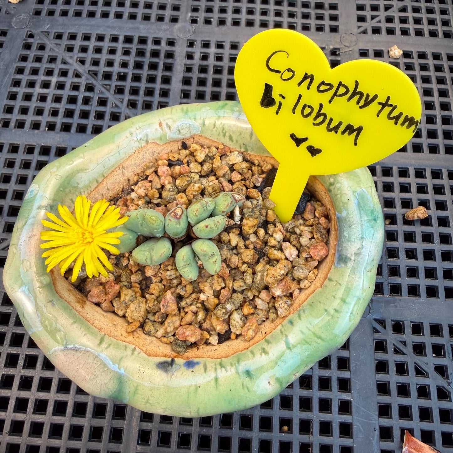 Conophytum bilobum with pot, 1.4inches, F12, (This yellow flower may wither at any time during transportation, but it will grow again.)