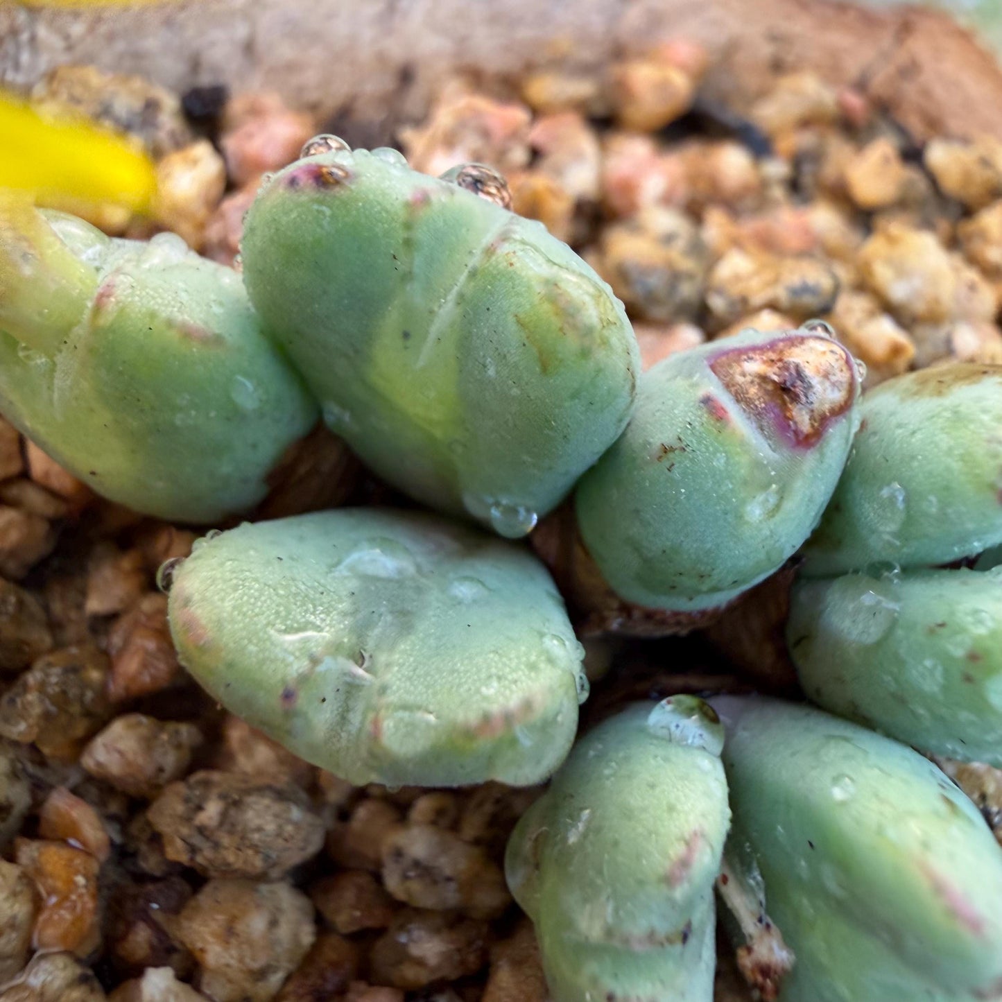Conophytum bilobum with pot, 1.4inches, F12, (This yellow flower may wither at any time during transportation, but it will grow again.)