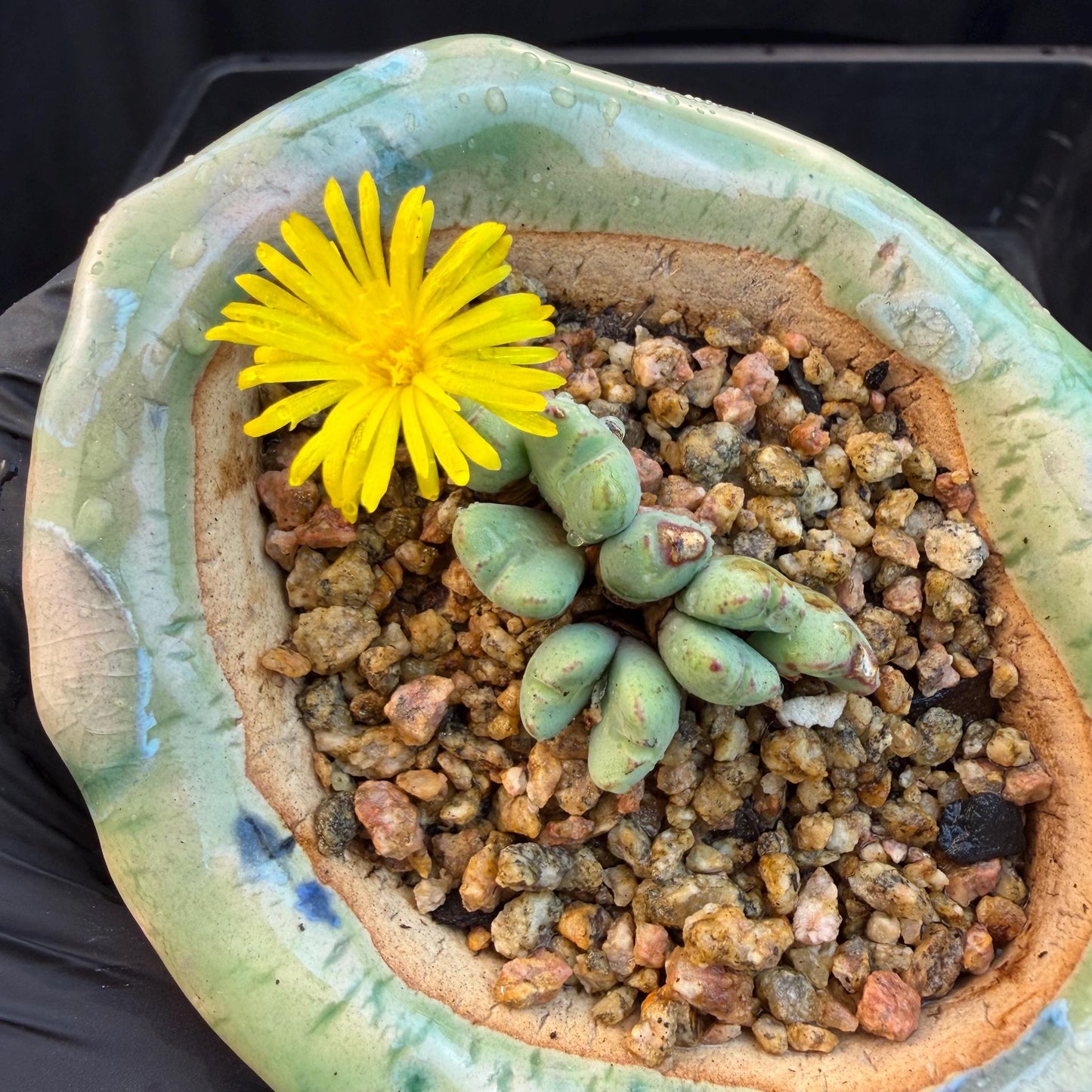 Conophytum bilobum with pot, 1.4inches, F12, (This yellow flower may wither at any time during transportation, but it will grow again.)