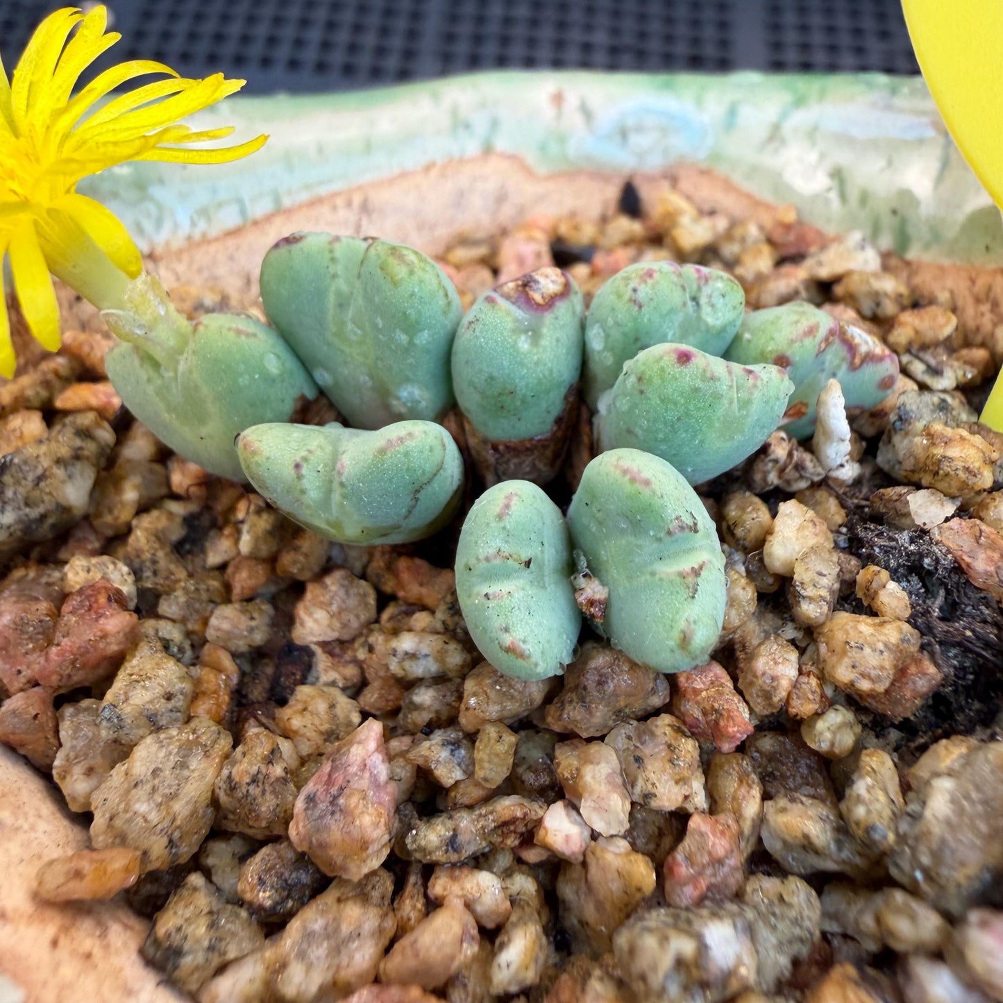 Conophytum bilobum with pot, 1.4inches, F12, (This yellow flower may wither at any time during transportation, but it will grow again.)