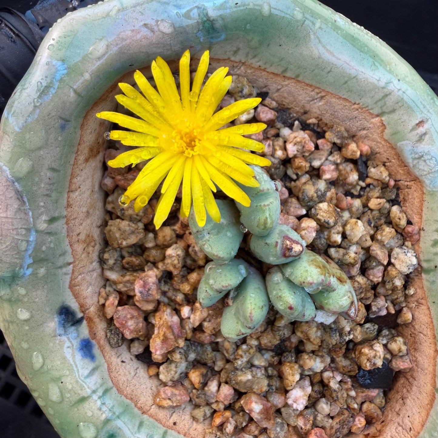 Conophytum bilobum with pot, 1.4inches, F12, (This yellow flower may wither at any time during transportation, but it will grow again.)