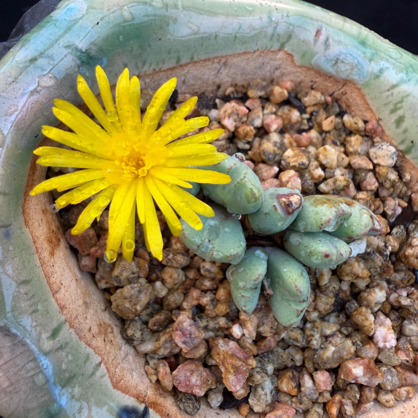 Conophytum bilobum with pot, 1.4inches, F12, (This yellow flower may wither at any time during transportation, but it will grow again.)