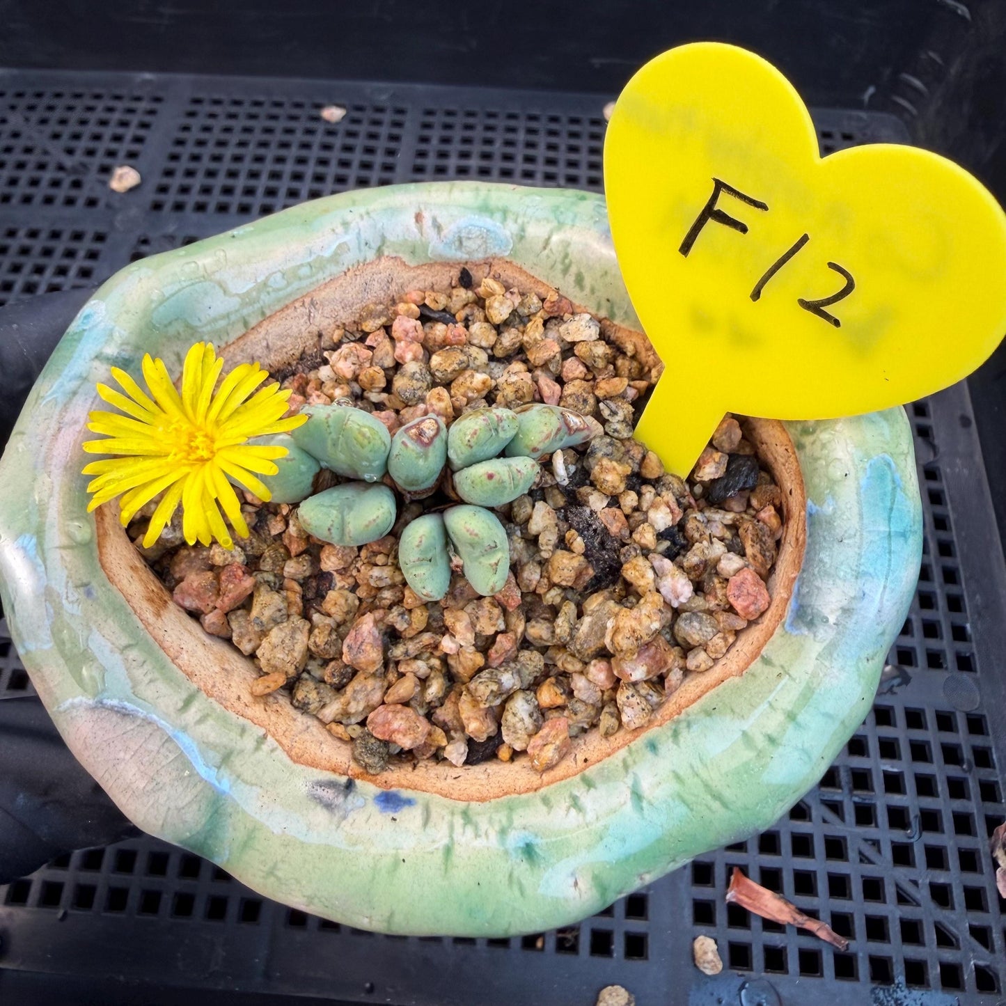 Conophytum bilobum with pot, 1.4inches, F12, (This yellow flower may wither at any time during transportation, but it will grow again.)