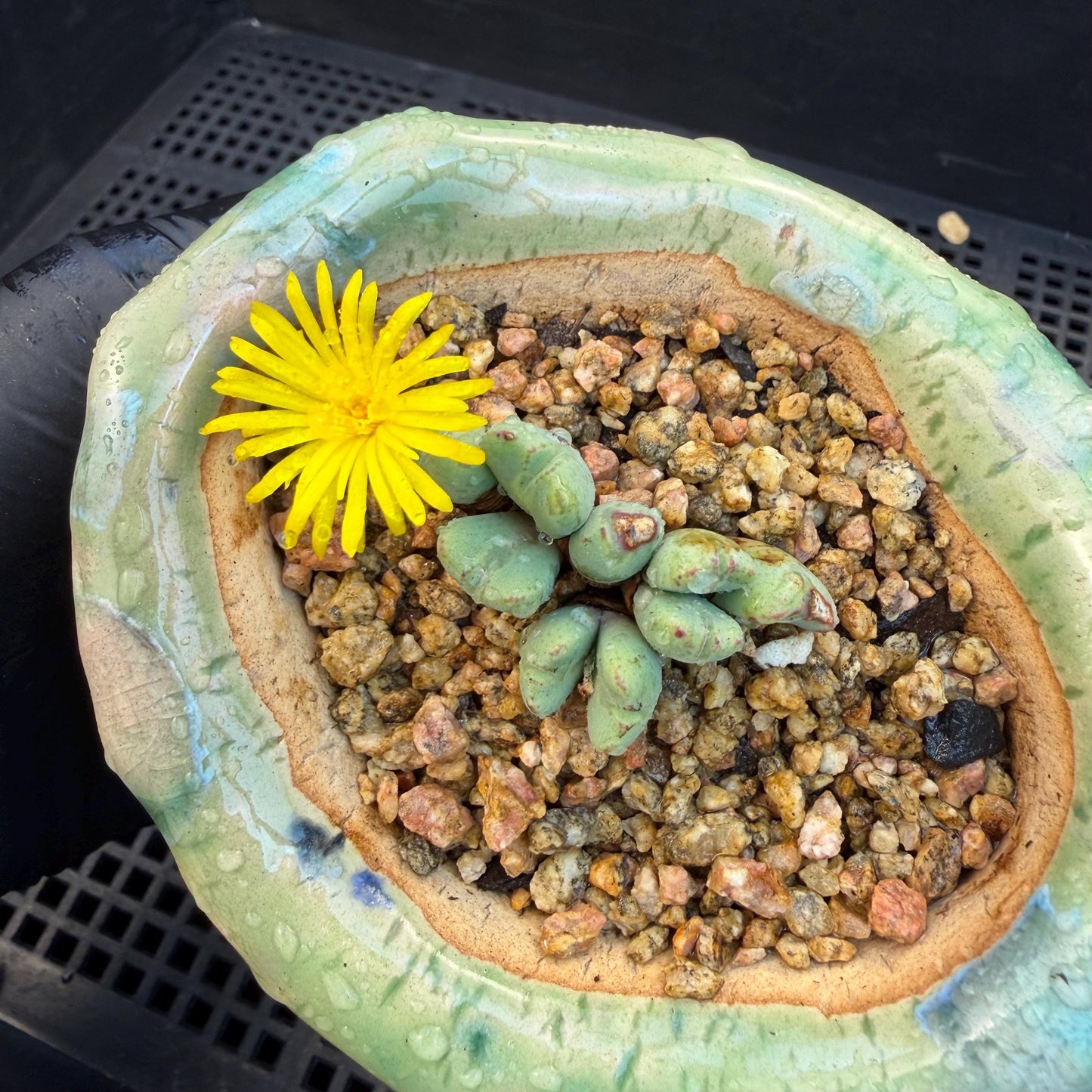 Conophytum bilobum with pot, 1.4inches, F12, (This yellow flower may wither at any time during transportation, but it will grow again.)