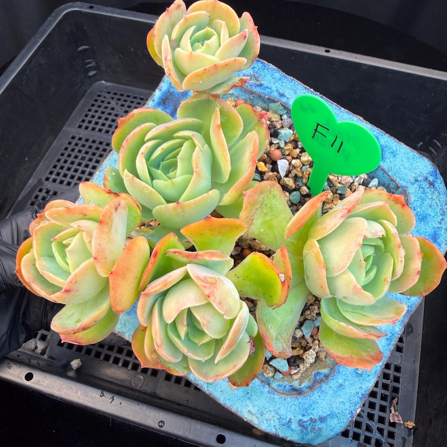Echeveria 'Peach Pride'  cluster, 5heads, 4.8inches-F11