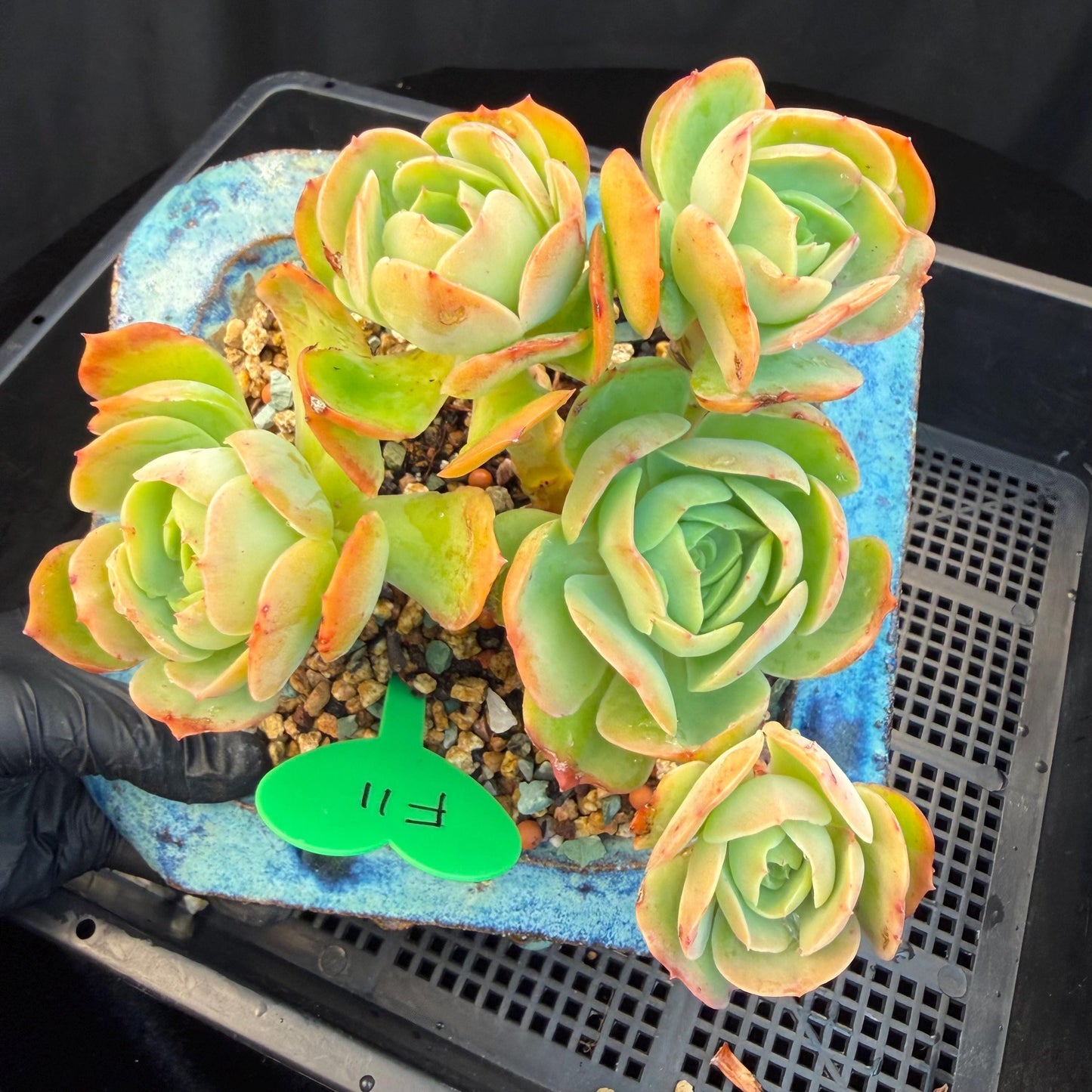Echeveria 'Peach Pride'  cluster, 5heads, 4.8inches-F11