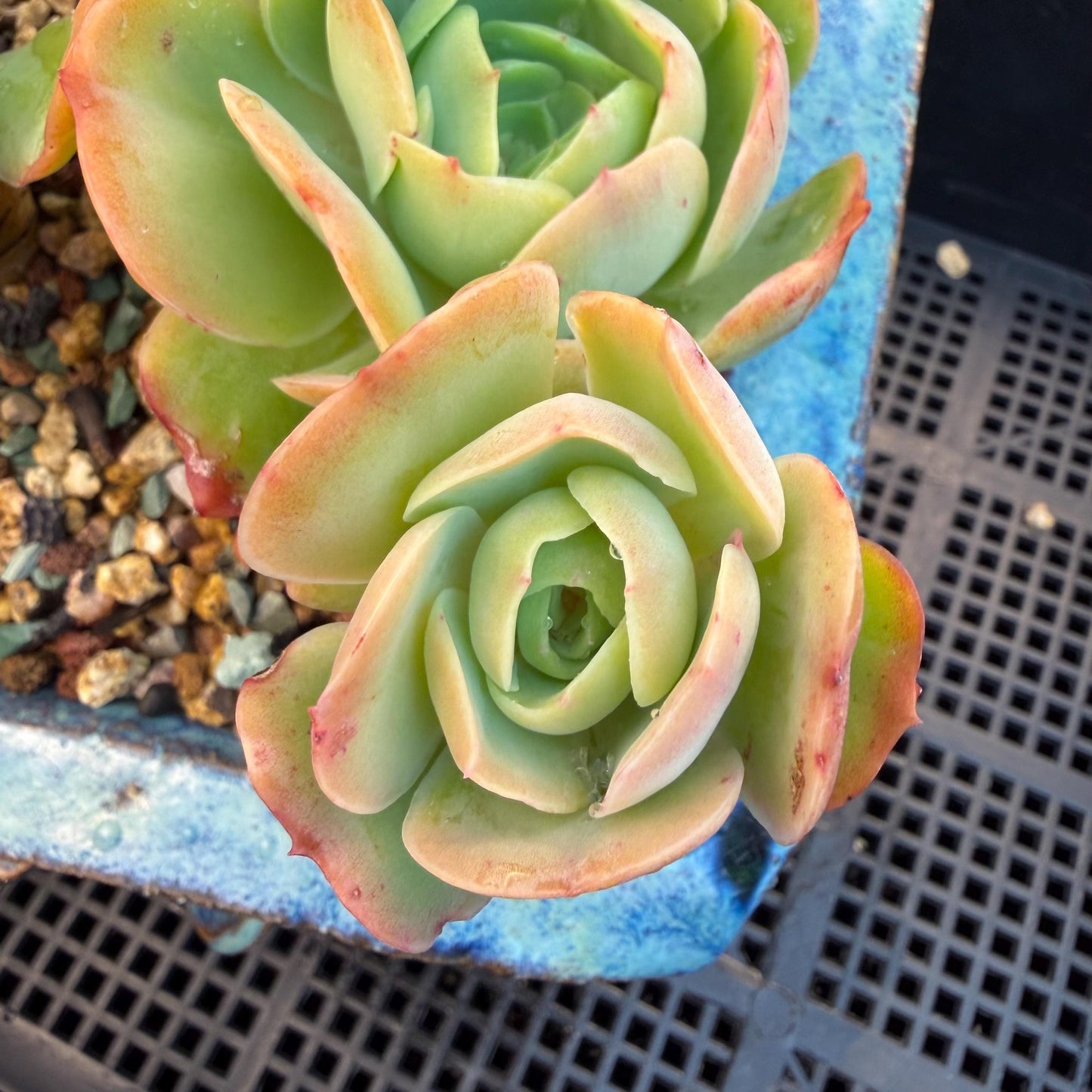 Echeveria 'Peach Pride'  cluster, 5heads, 4.8inches-F11