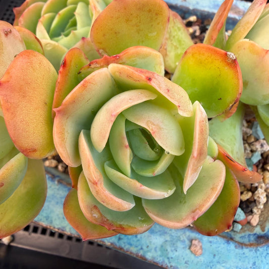 Echeveria 'Peach Pride'  cluster, 5heads, 4.8inches-F11