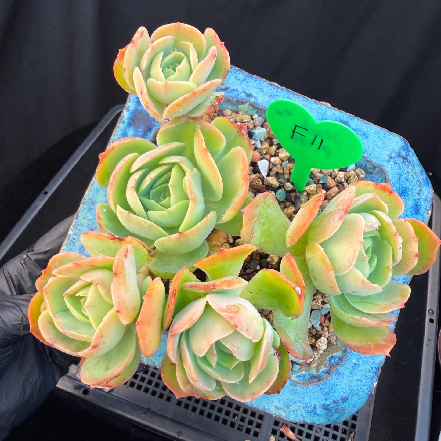 Echeveria 'Peach Pride'  cluster, 5heads, 4.8inches-F11