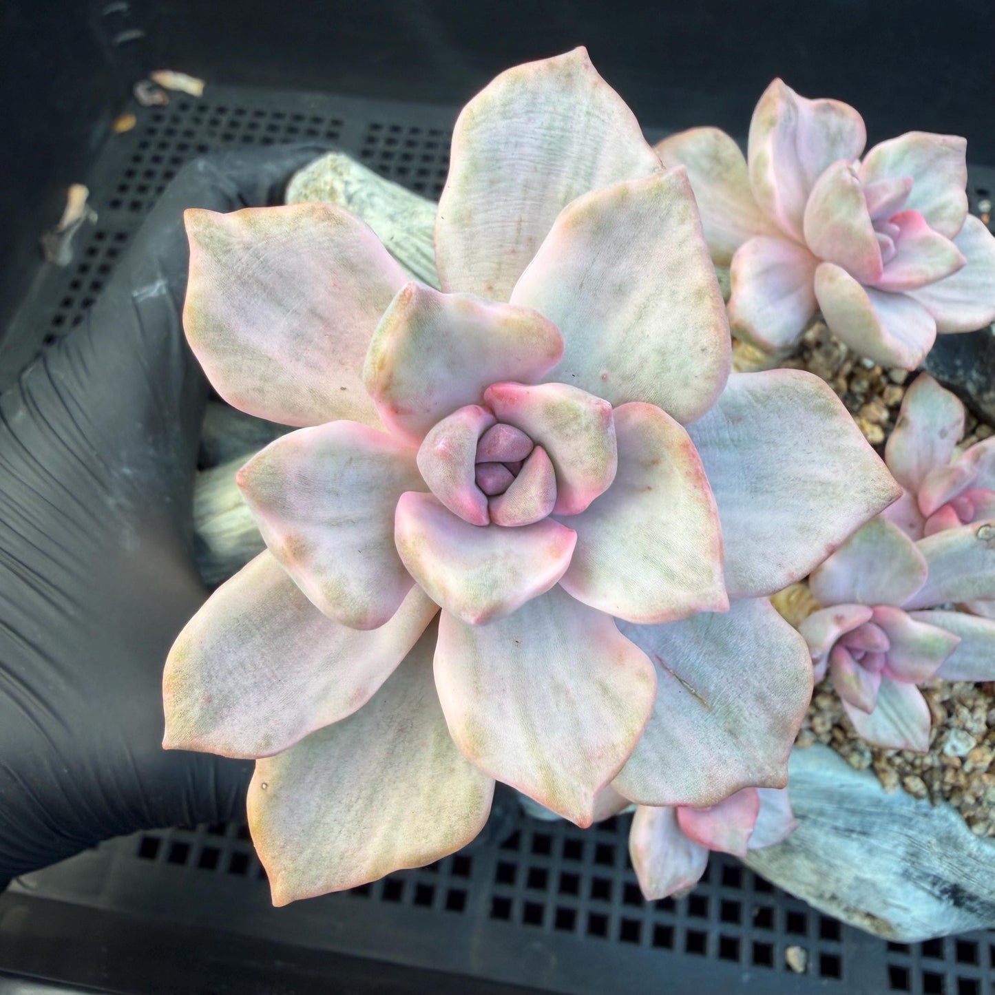 Echeveria  ‘.Mrs  Richard variegated’, 5.1inches, G23