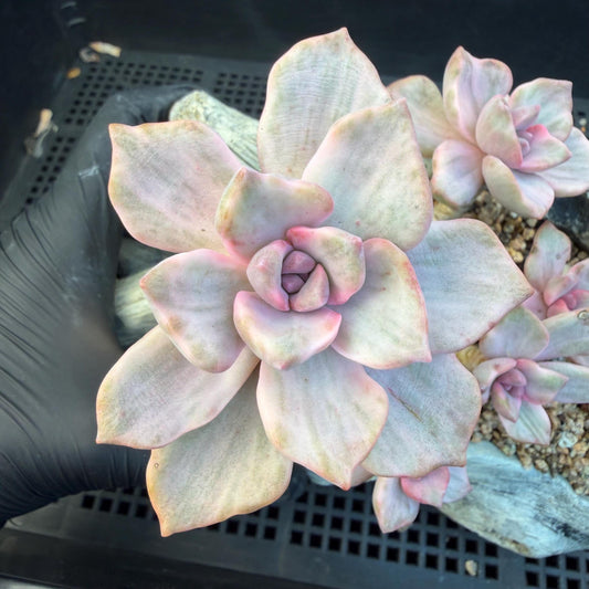 Echeveria  ‘.Mrs  Richard variegated’, 5.1inches, G23