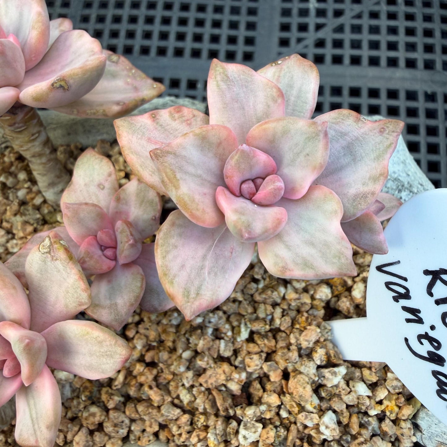 Echeveria  ‘.Mrs  Richard variegated’, 5.1inches, G23