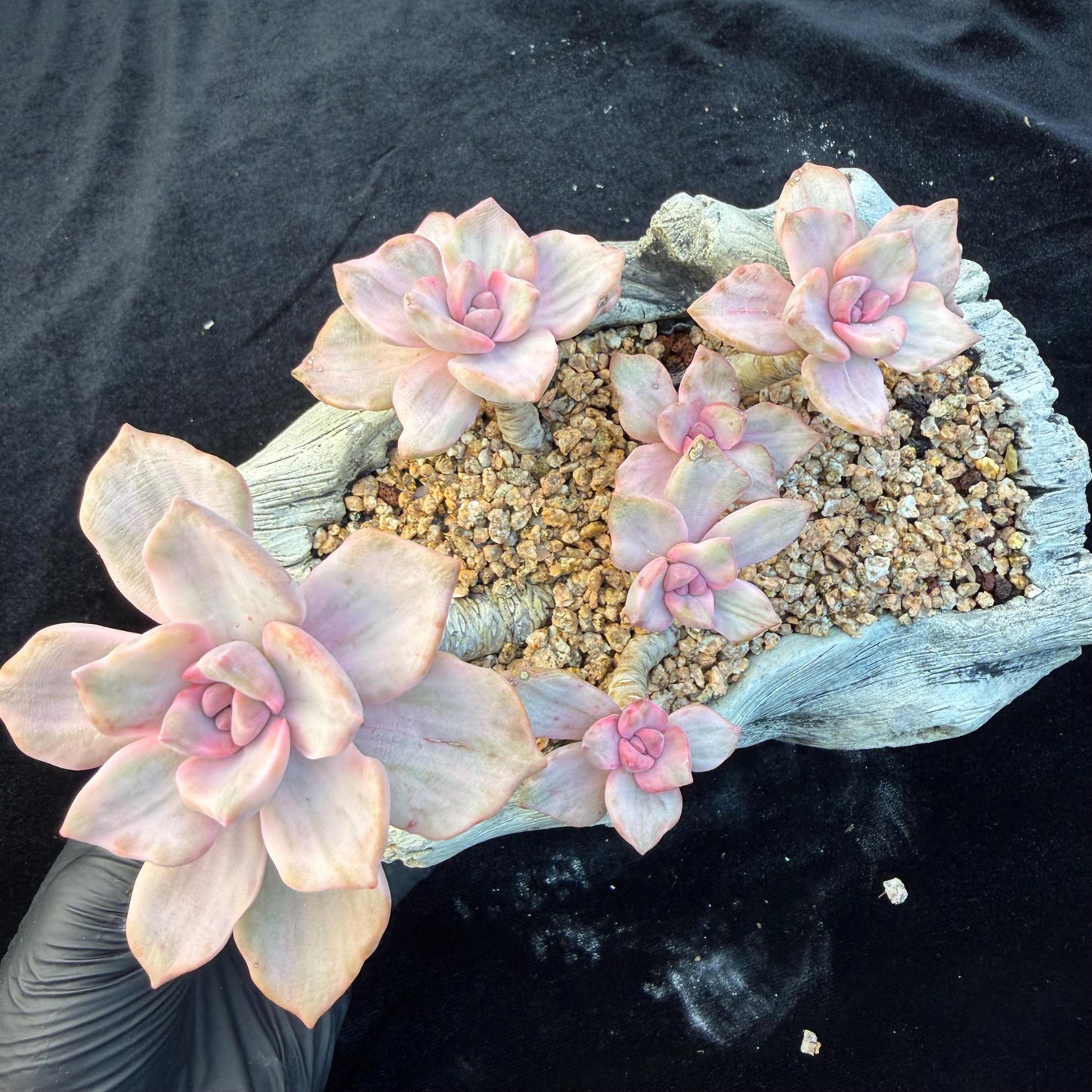Echeveria  ‘.Mrs  Richard variegated’, 5.1inches, G23