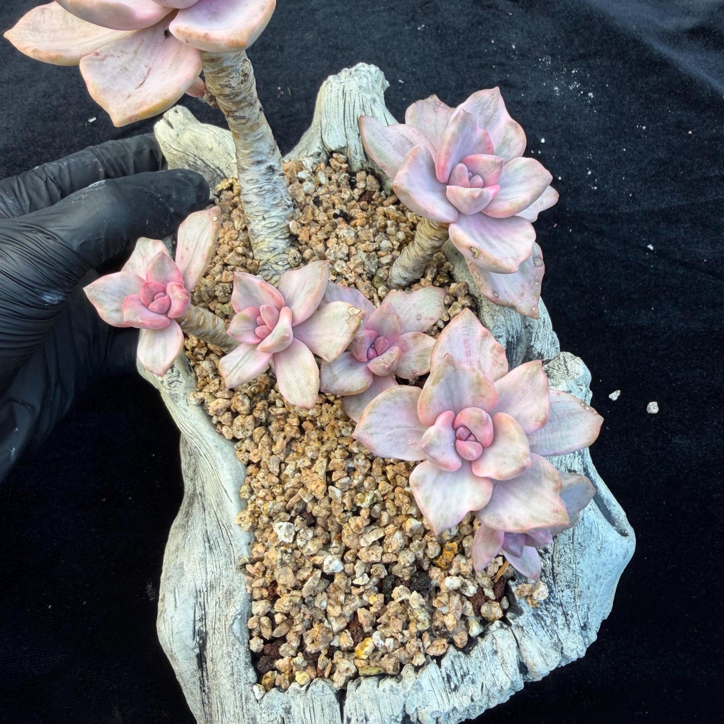 Echeveria  ‘.Mrs  Richard variegated’, 5.1inches, G23