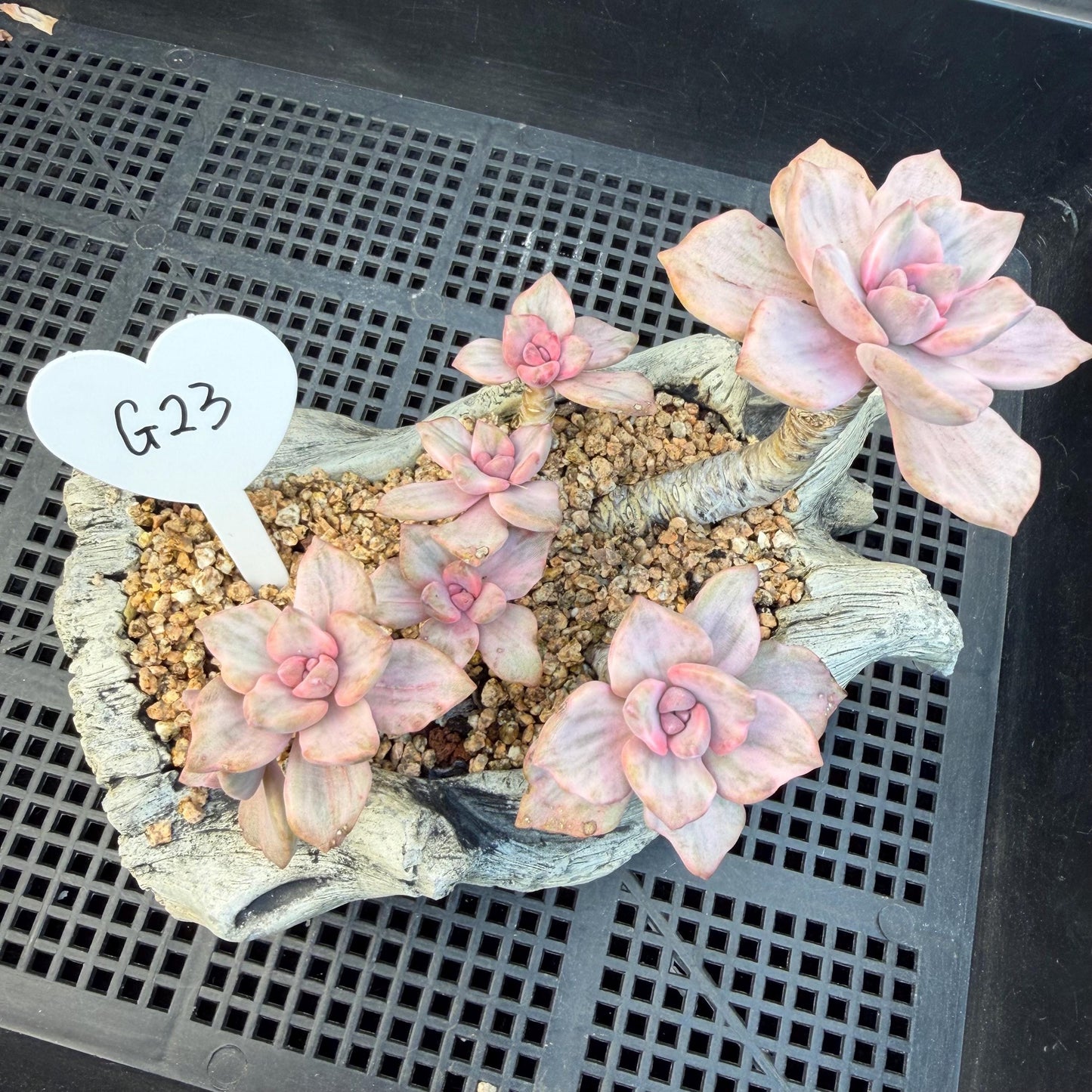 Echeveria  ‘.Mrs  Richard variegated’, 5.1inches, G23