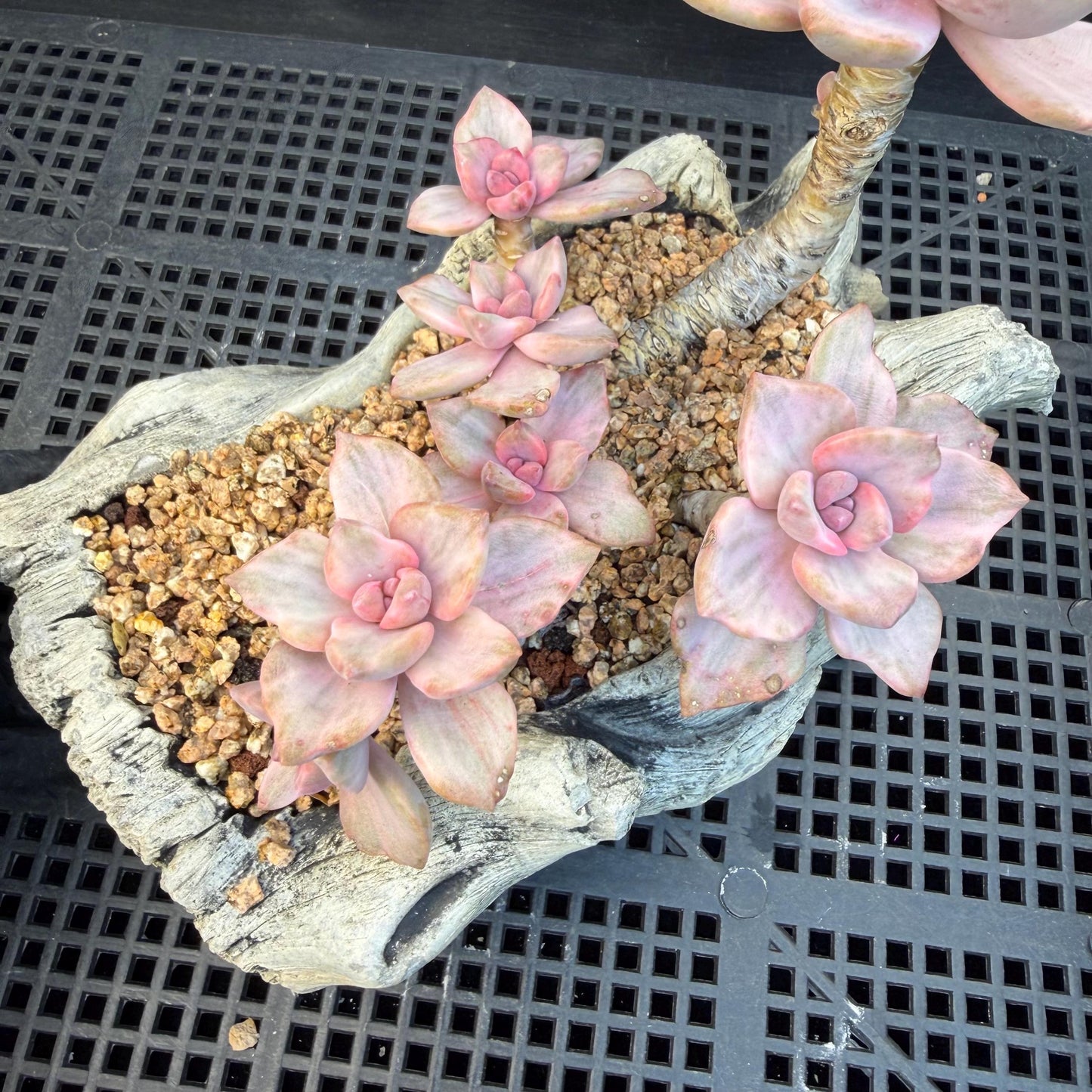 Echeveria  ‘.Mrs  Richard variegated’, 5.1inches, G23