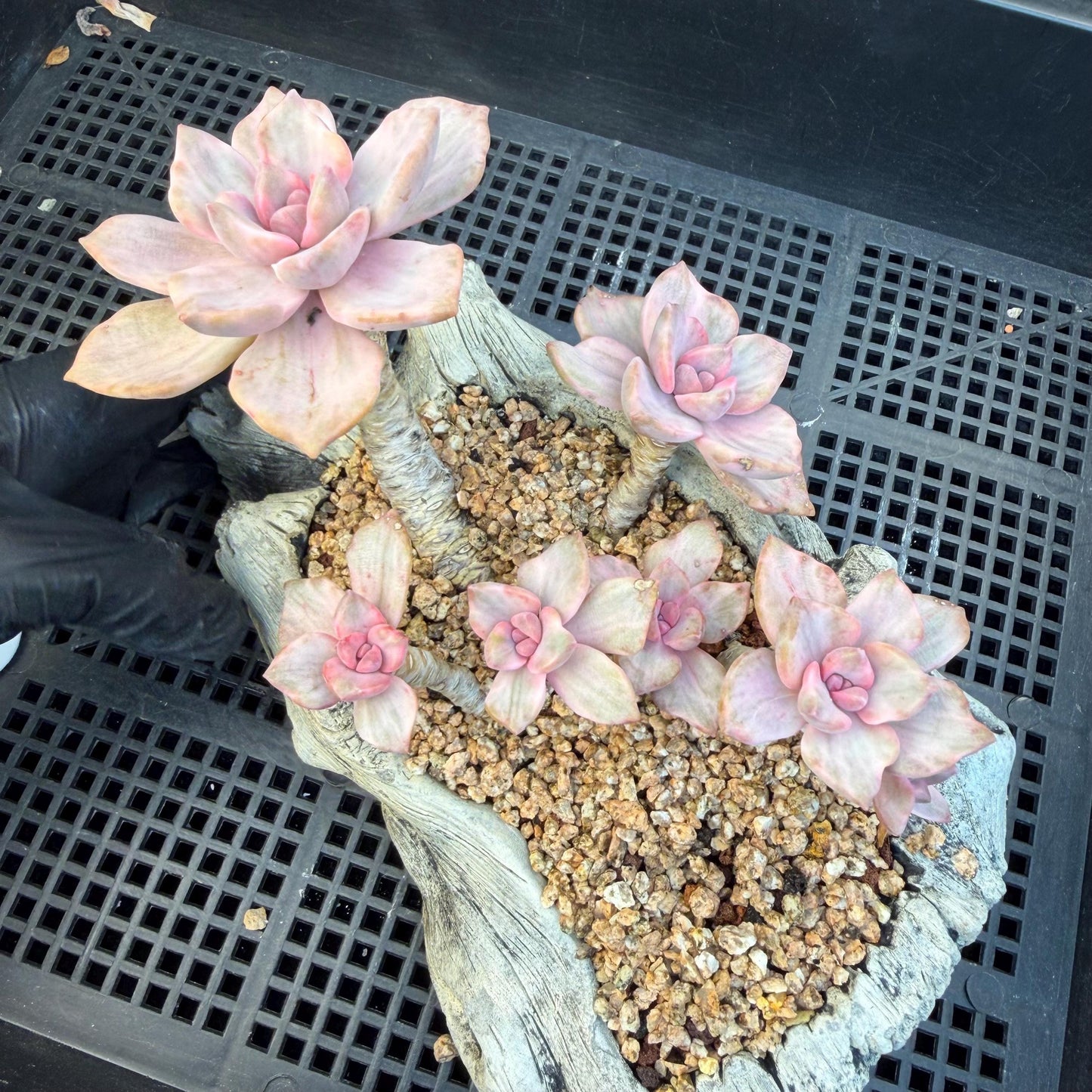 Echeveria  ‘.Mrs  Richard variegated’, 5.1inches, G23